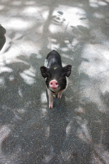 A group of small, minipigs or pot-bellied pigs on a paved surface. The pigs have distinct patches of black and white fur, and their snouts and ears are prominent.