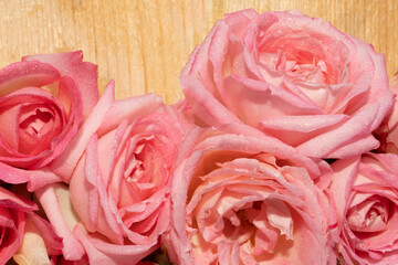 Pink roses on a light natural wooden background.