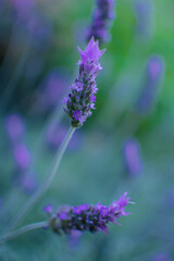 Close-up of a Lavender flower with blurred natural background