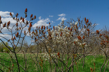 Staghorn Sumac plants full of red bobs in a field under a blue sky with a few patches of clouds