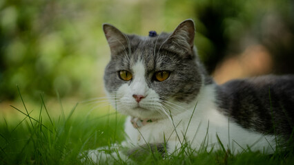 cat on grass