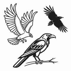 Majestic birds of prey eagle crow raven flight wildlife nature