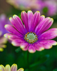 Fototapeta premium Beautiful purple and yellow Cape marguerite in the garden in spring: splendid close up photography.