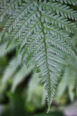 Macro photography of a beautiful green fern leaf