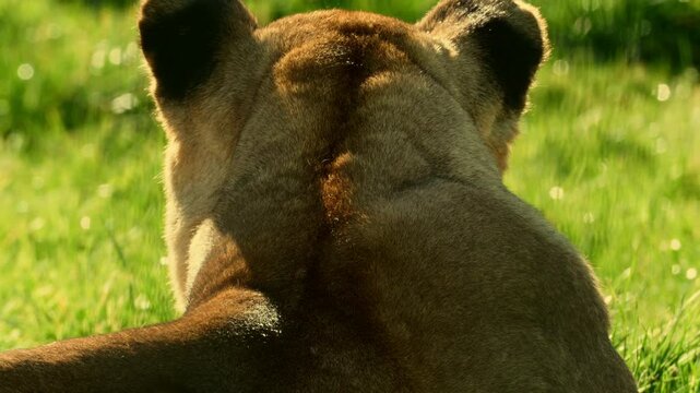 A lioness lies on the grass with her back to the camera, looking across her zoo enclosure. Captured with full property release for commercial use.