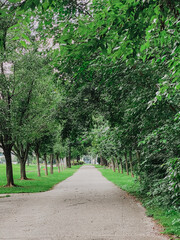 Tree-lined pathway in lush green park with leafy canopy overhead, peaceful paved walkway stretching into distance, serene outdoor scene ideal for walking, jogging, and nature appreciation