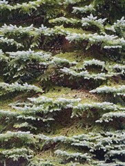 Blue spruce branches creating a dense pattern in a forest