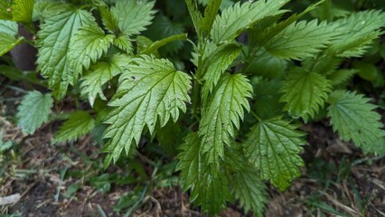 Close-up of fresh green nettle leaves in natural setting
