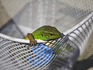Green lizard resting on metal basket in sunny day