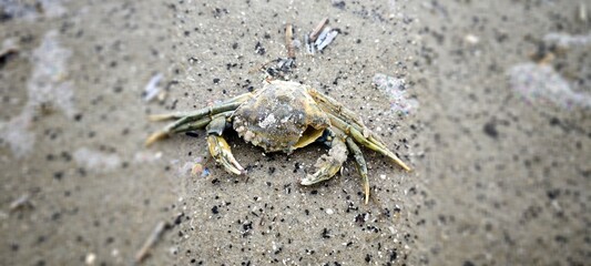 Tote Krabbe an der Nordseeküste