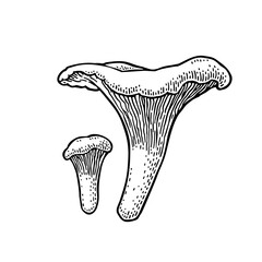 Mushroom chanterelle. Vintage monochrome black vector engraving illustration isolated on white. Hand drawn design element