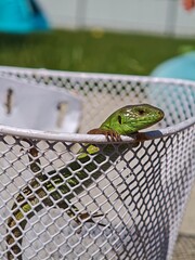 Green lizard climbing out of white metal basket