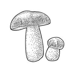 Mushroom boletus. Vintage monochrome black vector engraving illustration isolated on white. Hand drawn design element