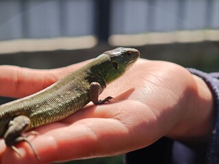 Sand lizard posing on a child's hand in the sun