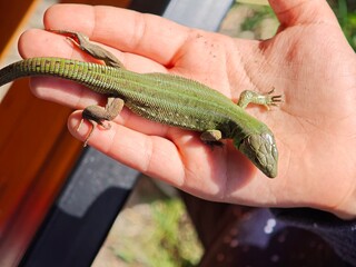 European green lizard resting on child's hand