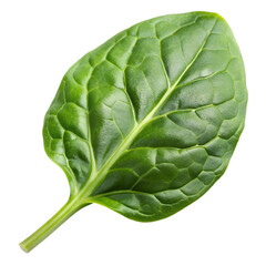 Obraz premium Spinach Leaf Fresh Green Vegetable Isolated on Transparent Background