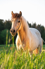 white-beige piebald   pony posing  at grass field at sunny evening