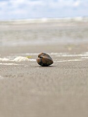 Herzmuschel am Nordseestrand