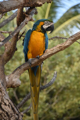 Stunning Blue and Gold Macaw Bird in a Tree