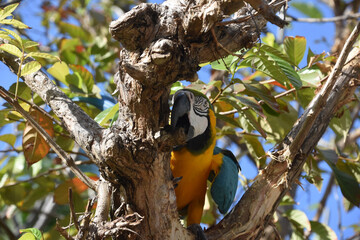 Blue and Gold Macaw Sitting on a Branch