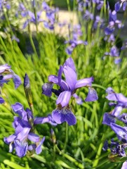 Beautiful iris flowers grow in a beautiful garden