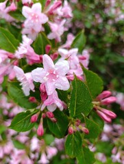 Beautiful flowers grow in a green garden