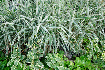 Ribbon grass. Green perennial background 