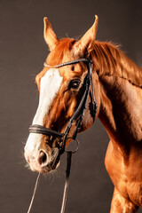 Obraz premium Beautiful chestnut horse in bridle posing against dark background