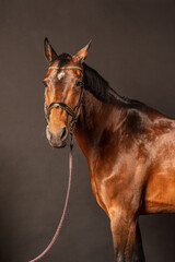 Majestic brown horse poses elegantly against a simple dark backdrop in a studio setting