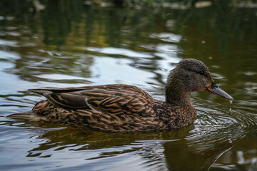 A duck floating calmly on the surface of the water.