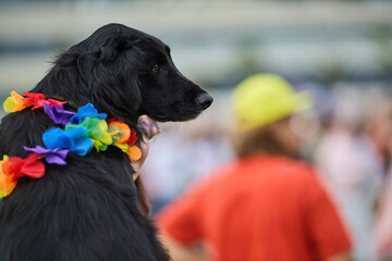 Dog with Rainbow Lei in a lively outdoor setting.