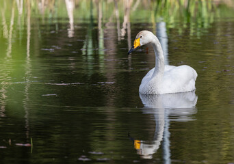Fototapeta premium Whooper swan in a pond