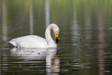 Naklejka premium Whooper swan in a pond