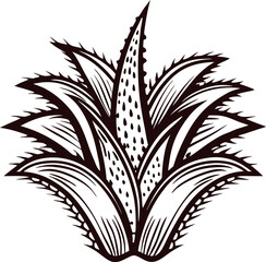 Hand drawn agave plant engraving vintage botanical illustration with detailed spiky succulent leaves isolated on white