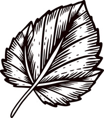 Hand drawn birch leaf illustration with detailed lines and vintage engraving isolated on white background