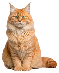 ginger sitting fluffy cat with green eyes on a transparent background