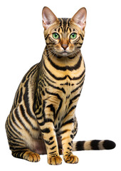 A Bengal cat with green eyes sits on a transparent background