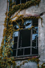 Close-up of a broken window in an old factory. Yellow-green vines climb the facade, contrasting...
