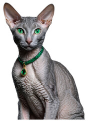a grey Cornish Rex cat with green eyes and green collar with emerald on a transparent background