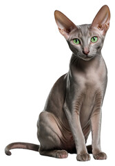 A grey Oriental Shorthair cat with green eyes sits on a transparent background