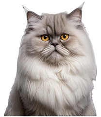 close up of fluffy white cat with yellow eyes on a transparent background