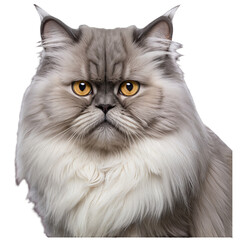 A closeup of a fluffy white cat with yellow eyes on a transparent background