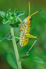 Saltamontes Perezoso (romalea microptera)