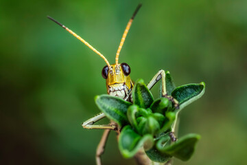 Saltamontes Perezoso (romalea microptera)