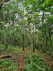 Lush Tropical Forest Scene with Sunlight and Greenery