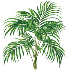 Lush Areca Palm Isolated On White. Tropical Plant With Vibrant Green Leaves For A Fresh, Natural Touch.
