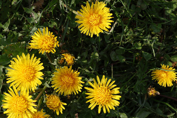 Yellow dandelions in the grass.