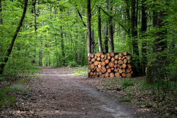 A pile of cut logs neatly stacked beside a forest trail, ready to be collected. The scene captures...