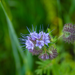 Macro photo of Phacelia tanacetifolia in bloom, showing delicate purple petals and fine details of the flower structure.