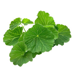 Fresh Green Geranium Leaves, Isolated On White. Perfect For Backgrounds, Overlays, Or Natural Product Mockups.